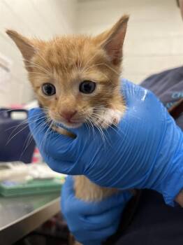 Domestic Short Hair Cats Available for Adoption in Chula Vista, California - CREAMSICLE | PetCurious