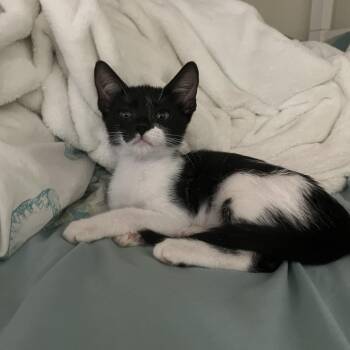 Selena -  Domestic Short Hair Cat for Adoption in West Palm Beach, Florida - Selena | PetCurious