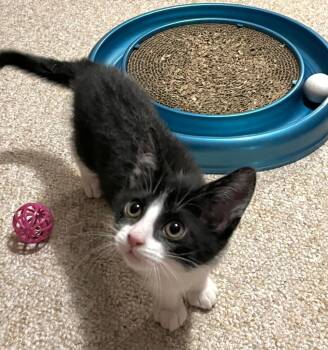 Domestic Short Hair Cats Available for Adoption in Effingham, Illinois - Purrcy | PetCurious