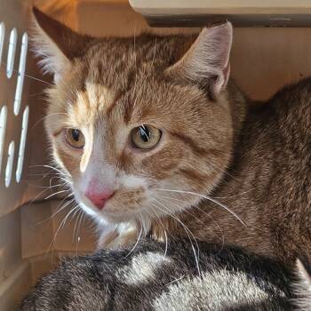 Rescue Domestic Short Hair Cats for Adoption in Des Moines, Iowa - Cosmos | PetCurious