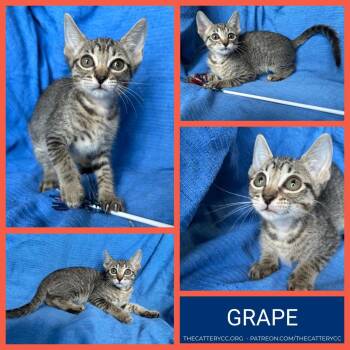 Grape -  Domestic Short Hair Cat for Adoption in Corpus Christi, Texas - Grape | PetCurious