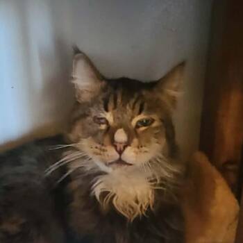Sahara -  Domestic Long Hair Cat for Adoption in Hemet, California - Sahara | PetCurious