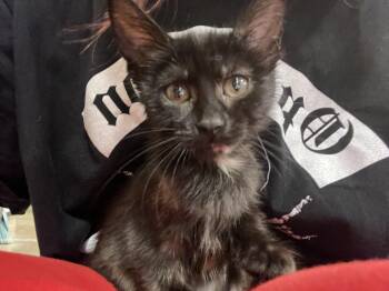 Emmy -  Domestic Short Hair Cat for Adoption in Missoula, Montana - Emmy | PetCurious