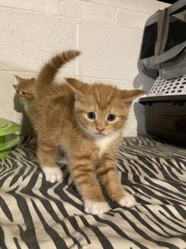 Robin -  Domestic Short Hair Cat for Adoption in West Mifflin, Pennsylvania - Robin | PetCurious