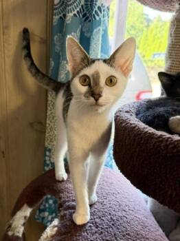 Koa (bonded with Renny, Petite Pack litter) -  Domestic Short Hair Cat for Adoption in Baltimore, Maryland - Koa (bonded With Renny, Petite Pack Litter) | PetCurious