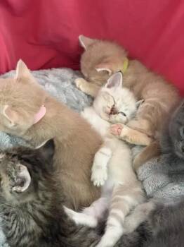 Chili -  Domestic Short Hair Cat for Adoption in Wyoming, Michigan - Chili | PetCurious