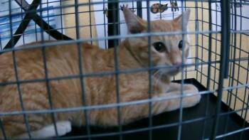 Rescue Domestic Short Hair Cats for Adoption in Tulsa, Oklahoma - A177592 | PetCurious