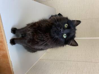 Domestic Medium Hair Cats Available for Adoption in Bonnyville, Alberta - Jude | PetCurious