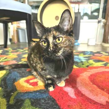 Rescue Domestic Short Hair Cats for Adoption in Huntsville, Alabama - Yelena | PetCurious