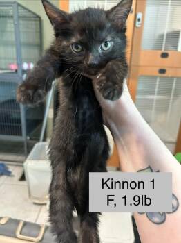 Nerys -  Domestic Short Hair Cat Available for Adoption in Alafaya, Florida - Nerys | PetCurious