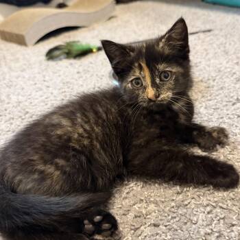 Jelly -  Domestic Short Hair Cat for Adoption in Victor, New York - Jelly | PetCurious