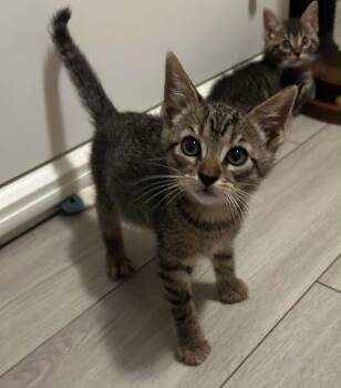 Stephen -  Domestic Short Hair Cat for Adoption in Wading River, New York - Stephen | PetCurious