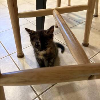 Domestic Short Hair Cats Available for Adoption in North Branford, Connecticut - 26-95 Soy Sauce | PetCurious