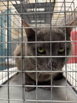 TIMO -  Domestic Short Hair Cat for Adoption in Las Vegas, Nevada - TIMO | PetCurious