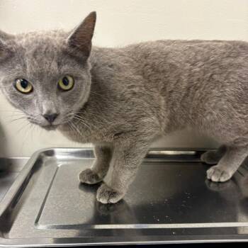 Domestic Short Hair Cats Available for Adoption in Columbiana, Alabama - Mister | PetCurious