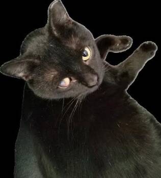Onyx -  Domestic Short Hair Cat Available for Adoption in West Orange, New Jersey - Onyx | PetCurious