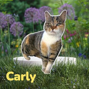 Domestic Short Hair Cats Available for Adoption - CARLY | PetCurious