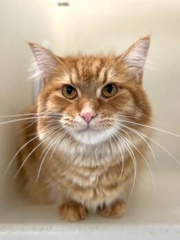 Rescue Domestic Medium Hair Cats for Adoption in Menomonie, Wisconsin - Coral | PetCurious