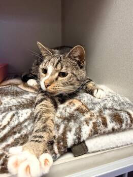 Olivia -  Domestic Short Hair Cat for Adoption in Pottsville, Pennsylvania - Olivia | PetCurious