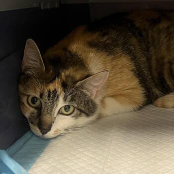 Gucci -  Domestic Short Hair Cat Available for Adoption in Salt Lake City, Utah - Gucci | PetCurious