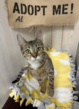 Domestic Short Hair Cats Available for Adoption -  Al - Super Playful And Affectionate | PetCurious