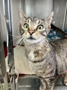 Shiraz -  Domestic Short Hair Cat for Adoption in Columbus, Indiana - Shiraz | PetCurious