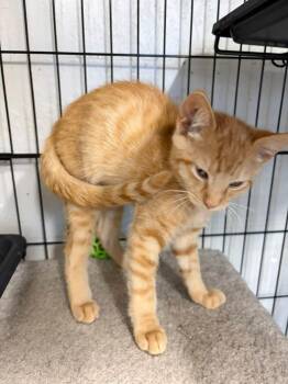 Penny and Daisy -  Tabby and Domestic Short Hair Cat for Adoption in Walnut Creek, California - Penny And Daisy | PetCurious