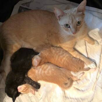 Domestic Short Hair Cats Available for Adoption in San Antonio, Texas - Madison | PetCurious