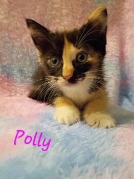 Domestic Short Hair Cats Available for Adoption in Mount Pleasant, Texas - Polly | PetCurious