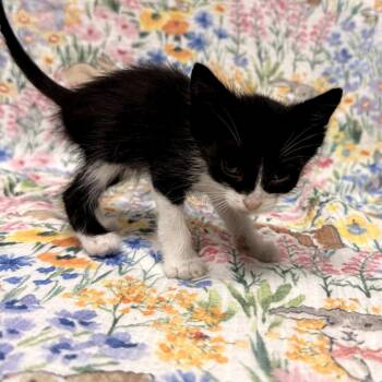 Domestic Short Hair Cats Available for Adoption in Delaware, Ohio - Chipmunk | PetCurious