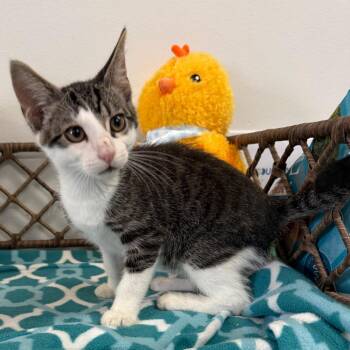 Domestic Short Hair Cats Available for Adoption in Houston, Texas - Walker | PetCurious
