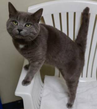 Smokey -  Domestic Short Hair Cat Available for Adoption in Baraboo, Wisconsin - Smokey | PetCurious
