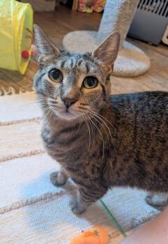 Domestic Short Hair Cats Available for Adoption in Minneapolis, Minnesota - Lizzie | PetCurious