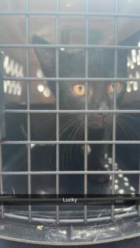 Grimoire -  Domestic Short Hair Cat for Adoption in Greensburg, Indiana - Grimoire | PetCurious