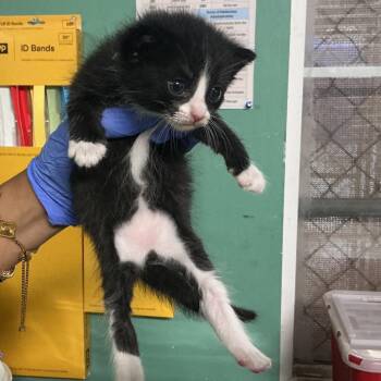 IVHS-A-142549 -  Domestic Long Hair Cat for Adoption in San Gabriel, California - IVHS-A-142549 | PetCurious