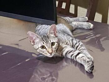 Domestic Short Hair Cats Available for Adoption in Dallas, Texas - Habanero NO CHIP | PetCurious