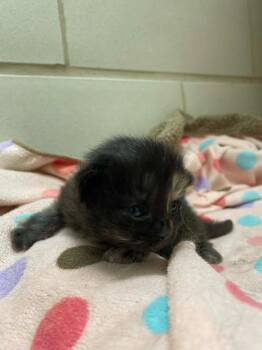 Tortilla -  Domestic Long Hair Cat for Adoption in Hamilton, Ohio - Tortilla | PetCurious