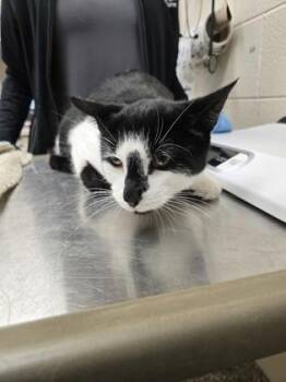 Oreo -  Domestic Short Hair Cat for Adoption in Westland, Michigan - Oreo | PetCurious