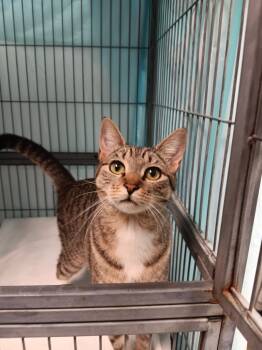 Rescue Domestic Short Hair Cats for Adoption in New Braunfels, Texas - Peanut Butter | PetCurious