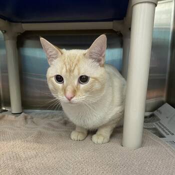 Milow -  Domestic Short Hair Cat for Adoption in Philadelphia, Pennsylvania - Milow | PetCurious