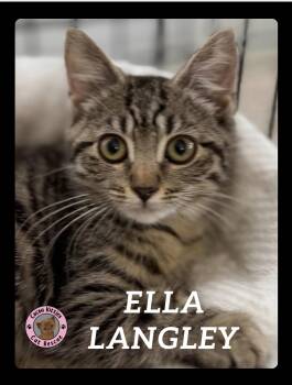 Ella Langley -  Domestic Short Hair Cat for Adoption in Hershey, Pennsylvania - Ella Langley | PetCurious