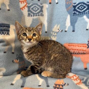 TRU-Stray-31374_2 -  Domestic Short Hair Cat Available for Adoption in Mt. Juliet, Tennessee - TRU-Stray-31374_2 | PetCurious