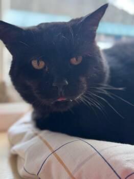 Jethro -  Domestic Short Hair Cat for Adoption in Pottsville, Pennsylvania - Jethro | PetCurious
