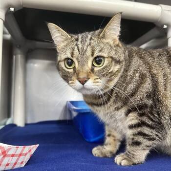 Sweet girl -  Domestic Short Hair Cat for Adoption in Evansville, Indiana - Sweet Girl | PetCurious