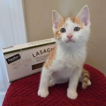 Odie -  Domestic Short Hair Cat for Adoption in Holiday Hills, Illinois - Odie | PetCurious