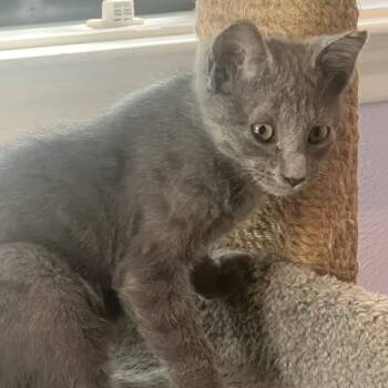 Pete -  American Shorthair and Domestic Short Hair Cat for Adoption in Richardson, Texas - Pete | PetCurious