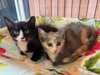 Rescue Dilute Tortoiseshell and Tuxedo Cats for Adoption in Napa, California - Midnight And Oasis | PetCurious