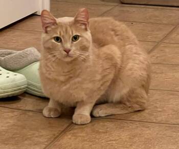 Domestic Short Hair Cats Available for Adoption in Taycheedah, Wisconsin - Butterscotch | PetCurious