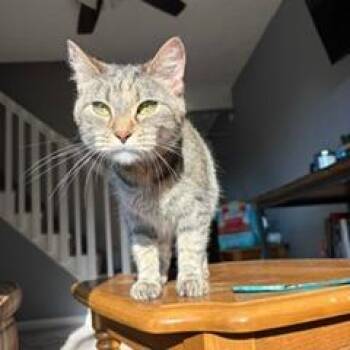 School Supplies -  Domestic Short Hair Cat for Adoption in St. Louis, Missouri - School Supplies | PetCurious