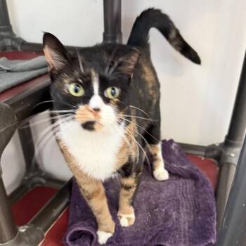 Sparkles -  Domestic Short Hair Cat for Adoption in Quakertown, Pennsylvania - Sparkles | PetCurious
